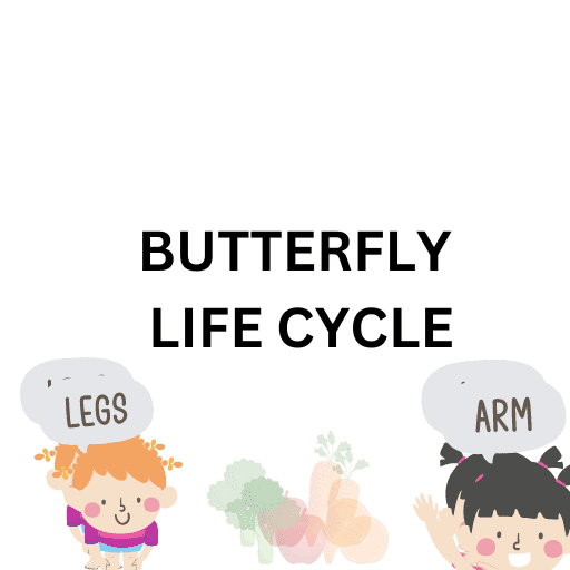 Butterfly Life Cycle